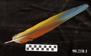 Macaw feather from the Peabody collection